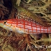 hawkfish_longnose_kimamg27_h_0012_sul7870.jpg